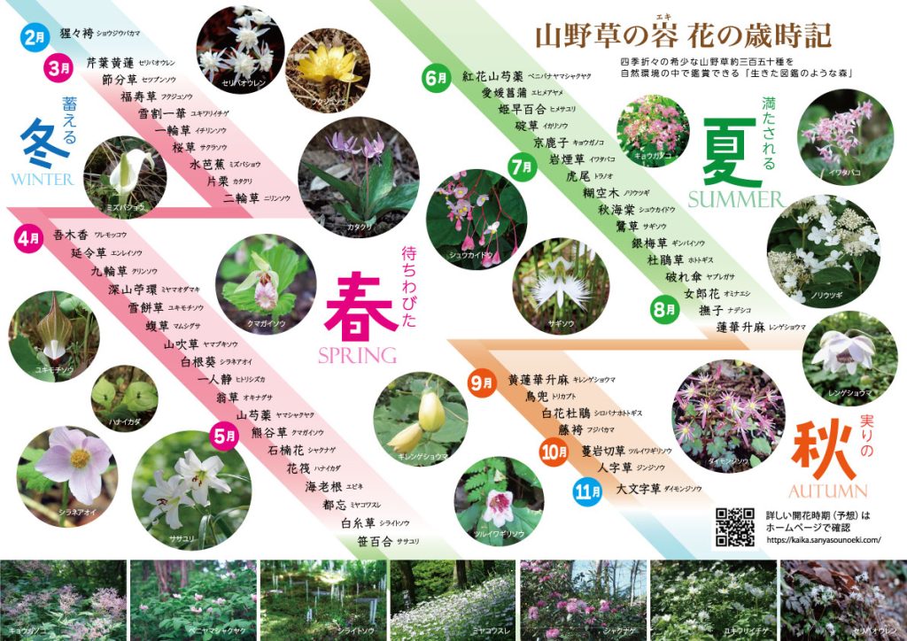 山野草のエキ 花の歳時記